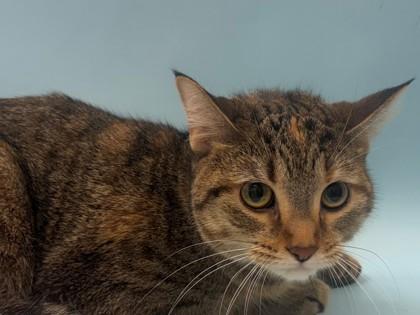 Marshmallow, Adoptable, Young Female Domestic Short Hair & Domestic Short Hair.