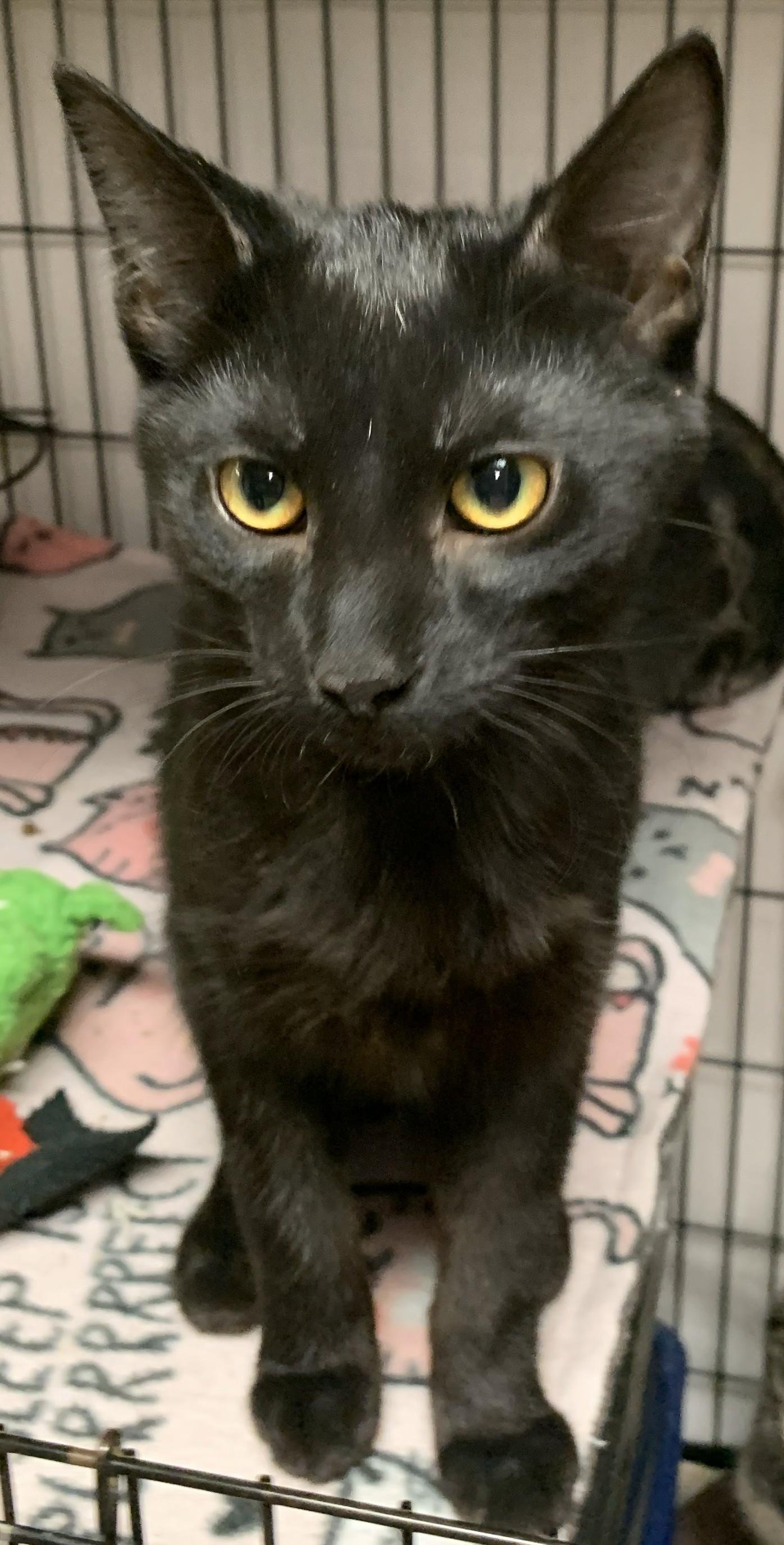 Yannis25, ADOPTABLE, Kitten Male Domestic Short Hair.