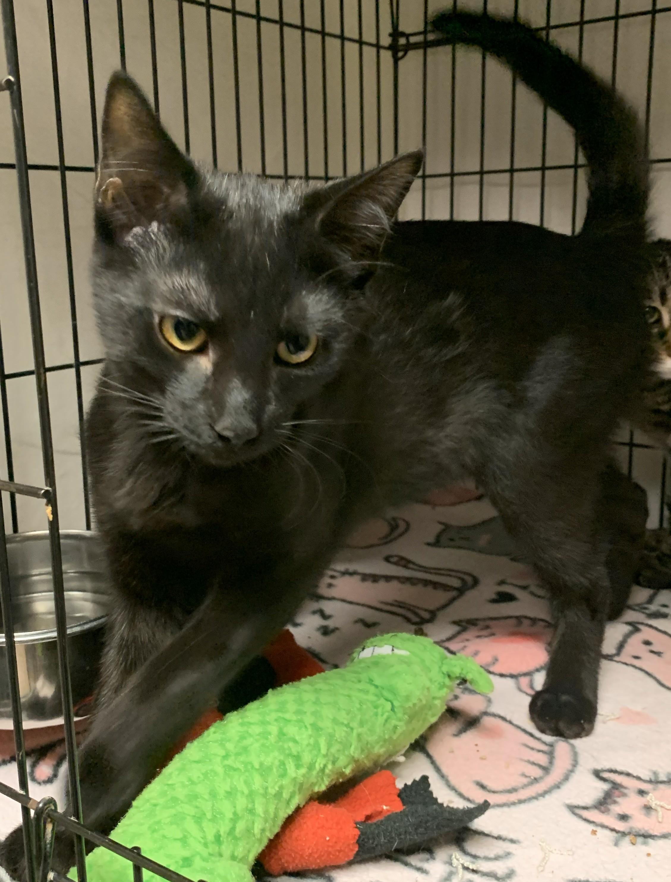 Enlarge Yannis25, a ADOPTABLE Domestic Short Hair in Milwaukee, WI image 3/4