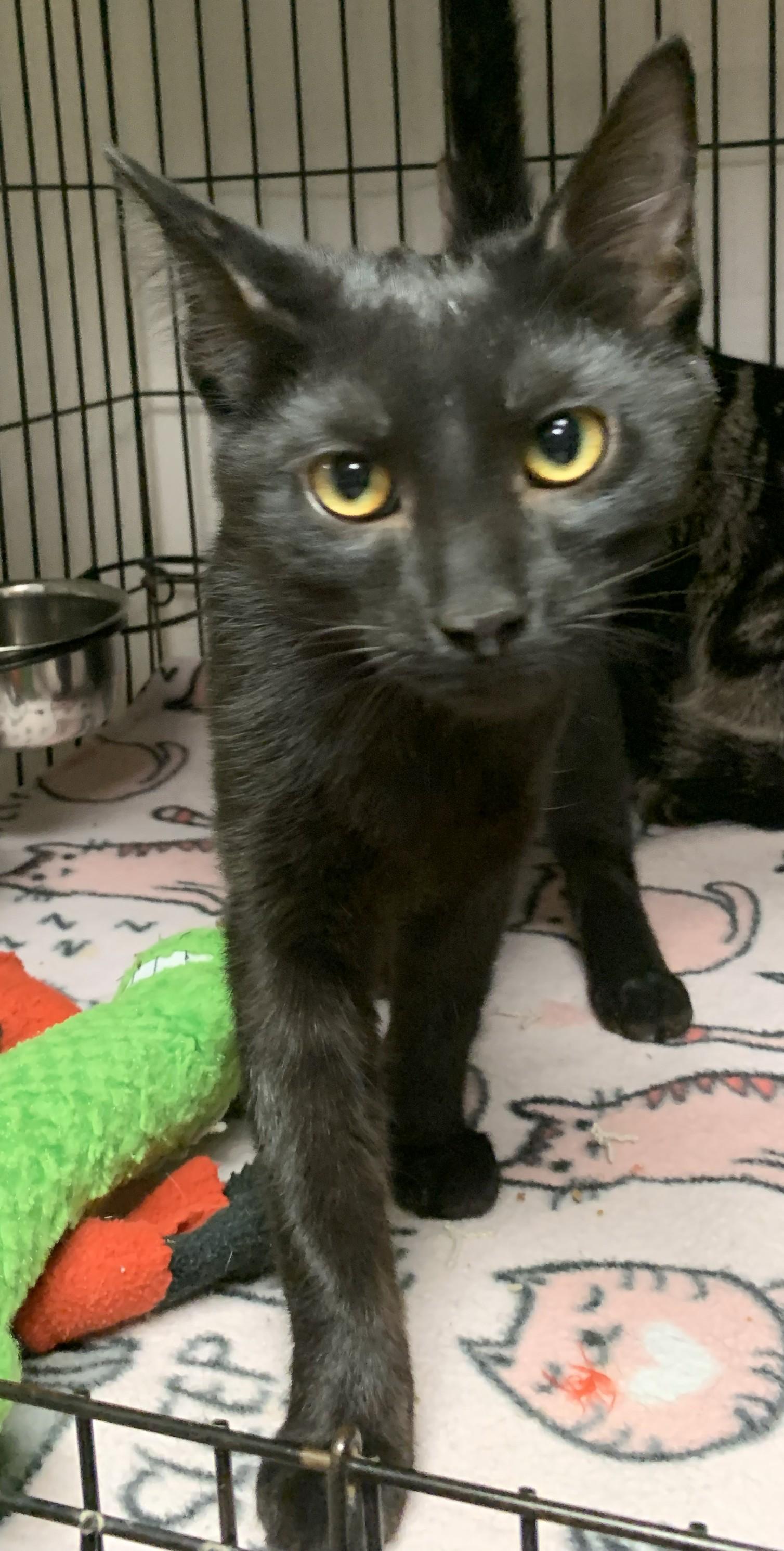 Enlarge Yannis25, a ADOPTABLE Domestic Short Hair in Milwaukee, WI image 2/4