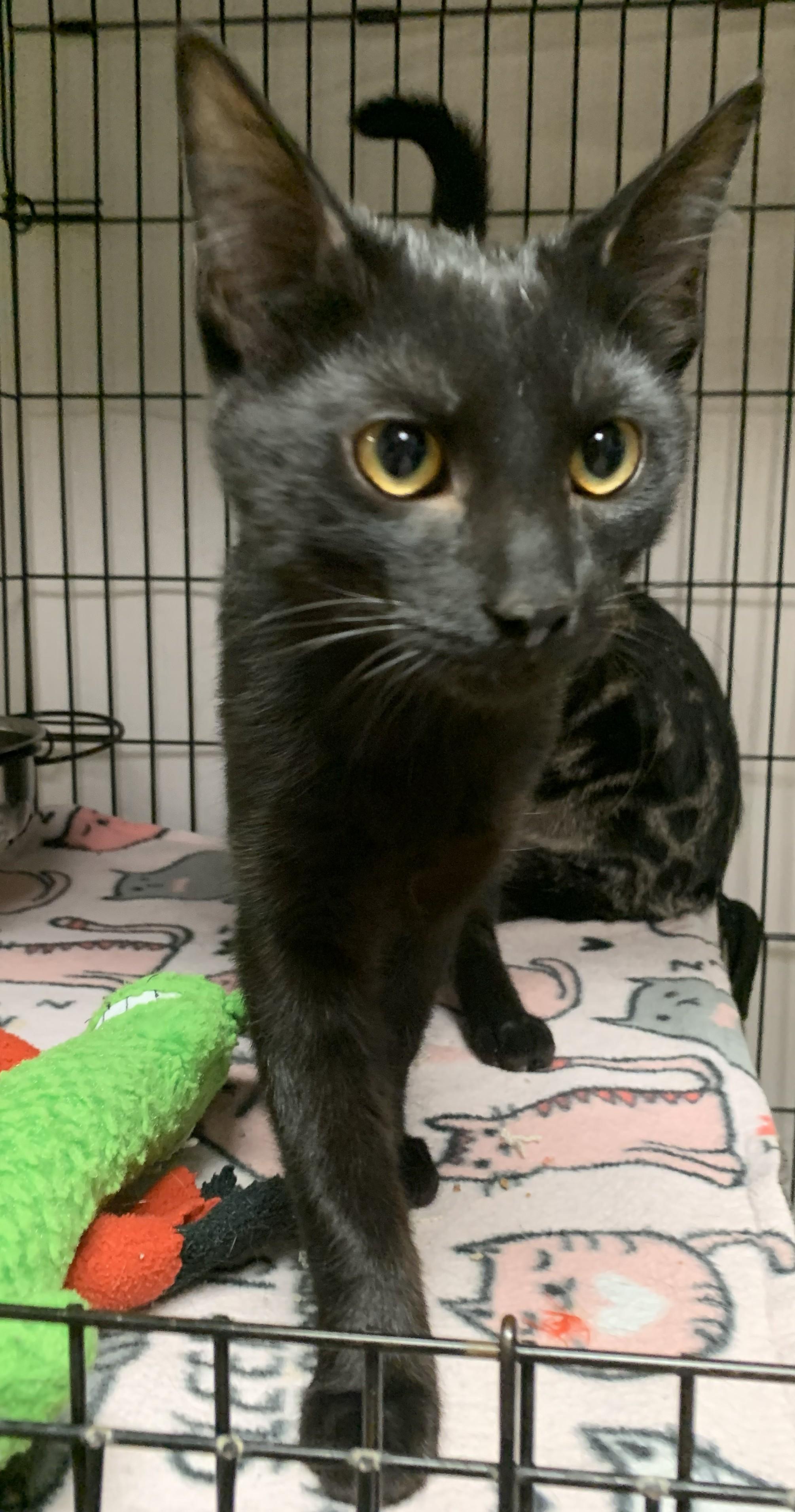 Enlarge Yannis25, a ADOPTABLE Domestic Short Hair in Milwaukee, WI image 4/4