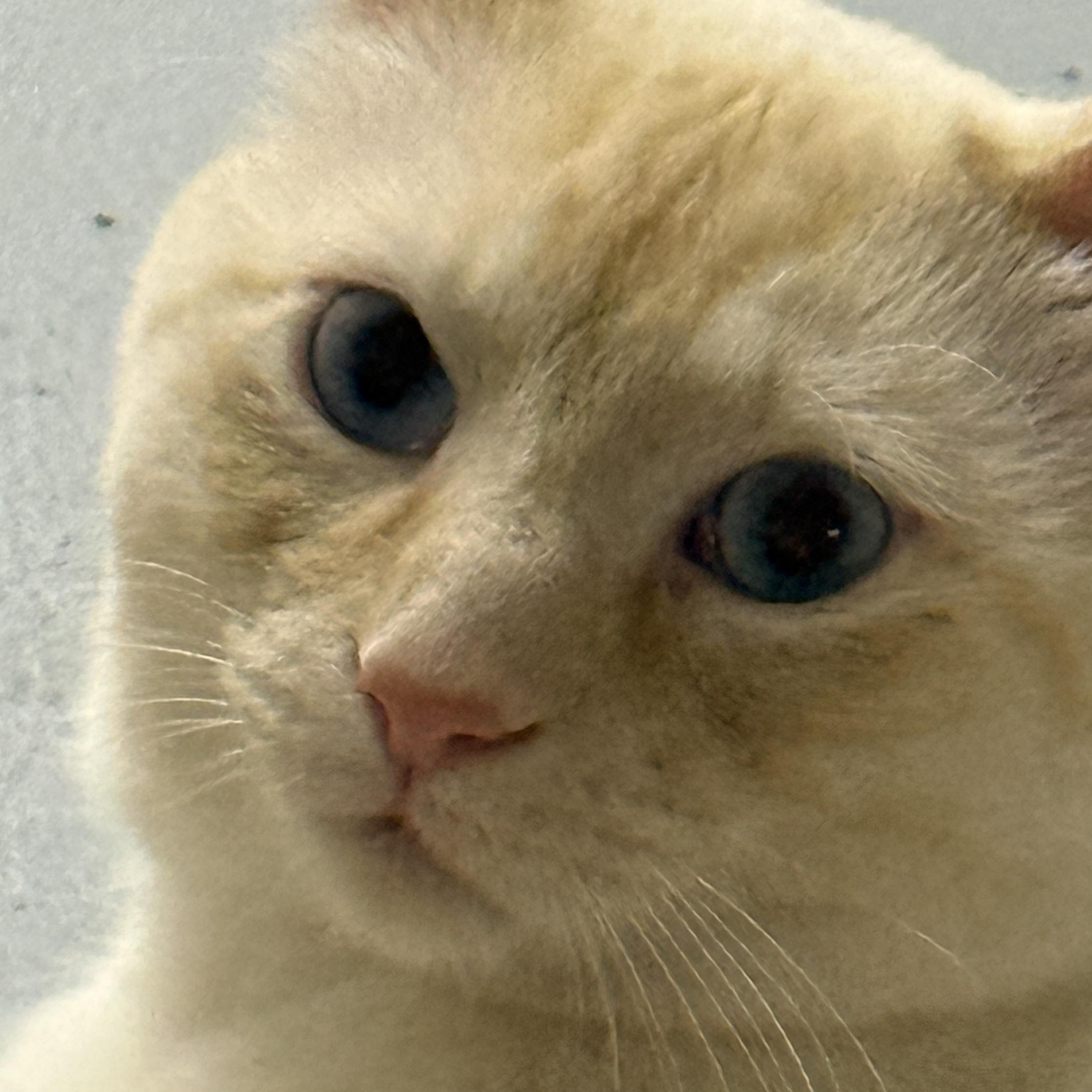 Enlarge Sunny (Mouse), a Adopted Domestic Short Hair in Hibbing, MN image 1/5