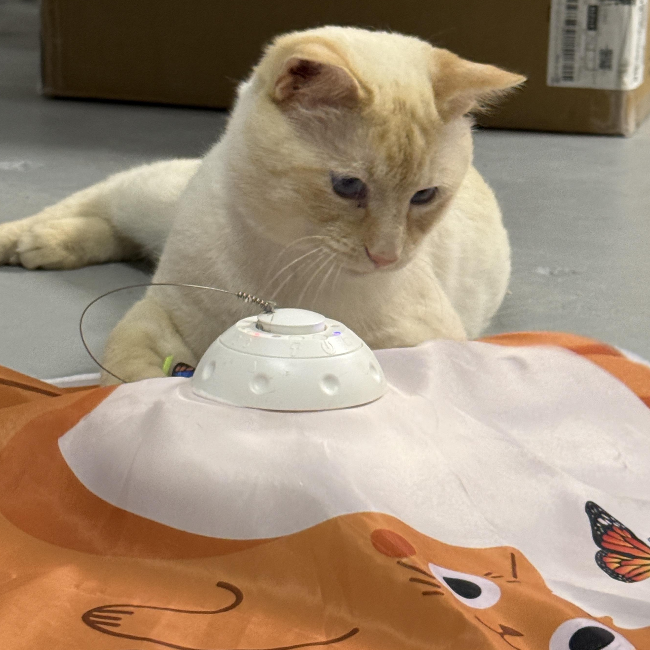 Enlarge Sunny (Mouse), a Adopted Domestic Short Hair in Hibbing, MN image 4/5