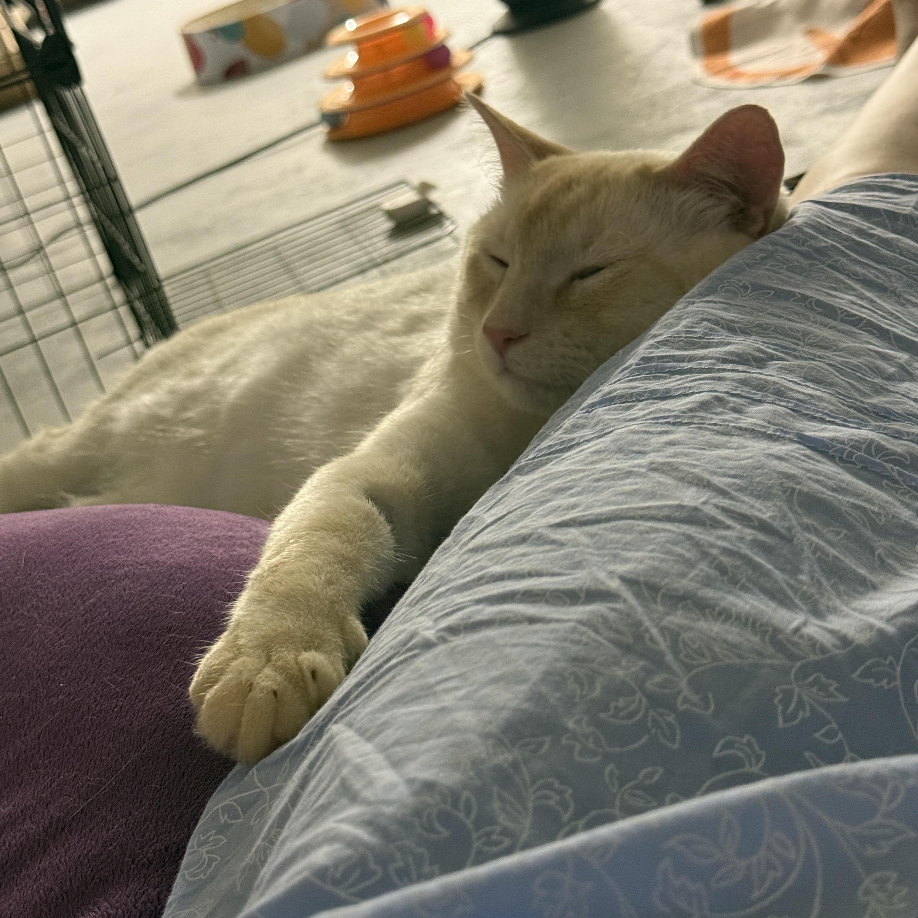 Enlarge Sunny (Mouse), a Adopted Domestic Short Hair in Hibbing, MN image 5/5