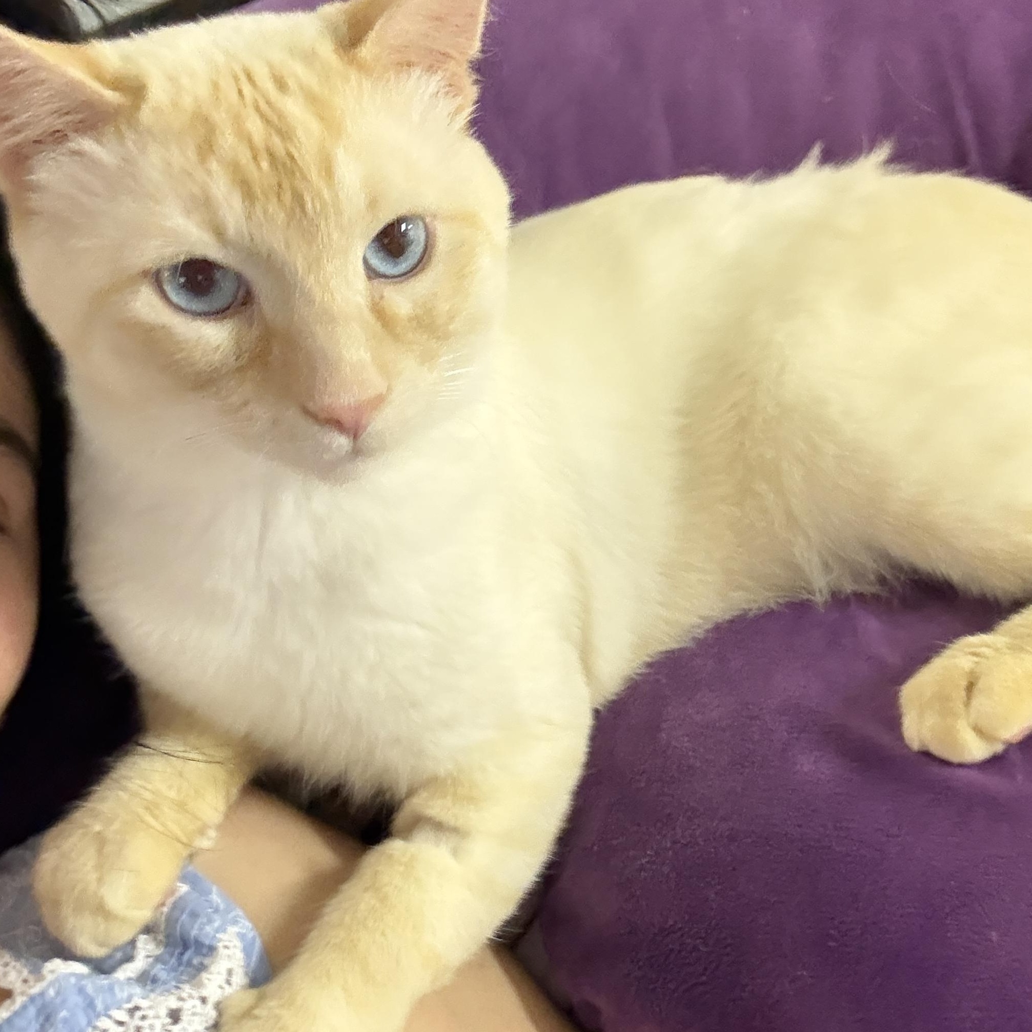 Enlarge Sunny (Mouse), a Adopted Domestic Short Hair in Hibbing, MN image 3/5