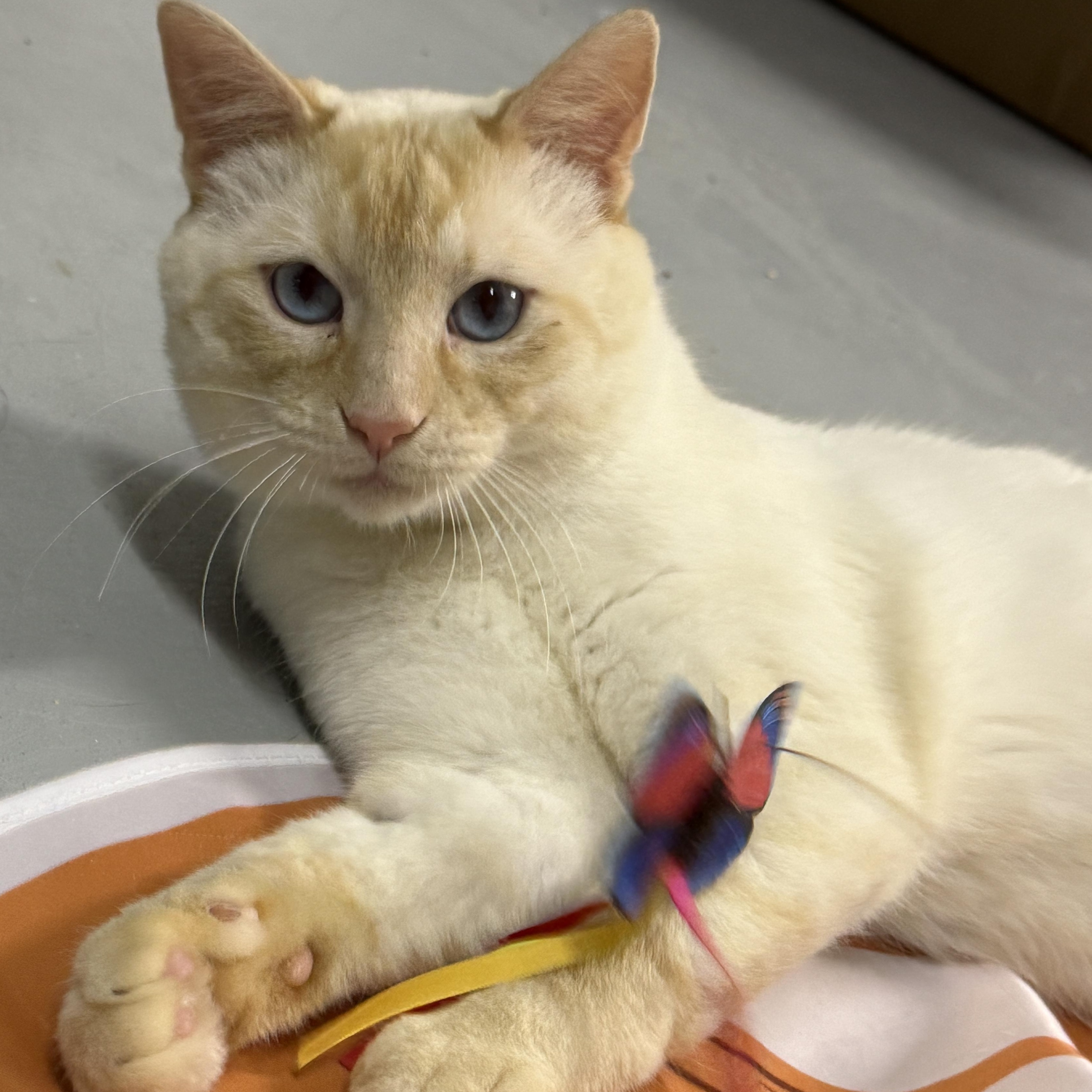 Enlarge Sunny (Mouse), a Adopted Domestic Short Hair in Hibbing, MN image 2/5