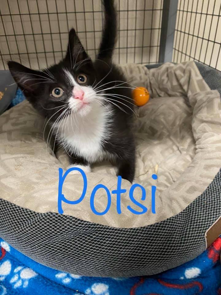 Potsie, Adoptable, Adult Male Domestic Short Hair.