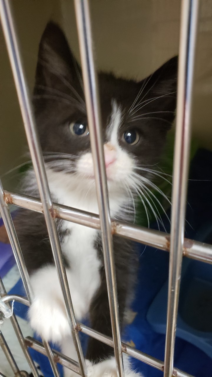 Enlarge Potsie, a Adoptable Domestic Short Hair in Hazleton, IA image 2/8