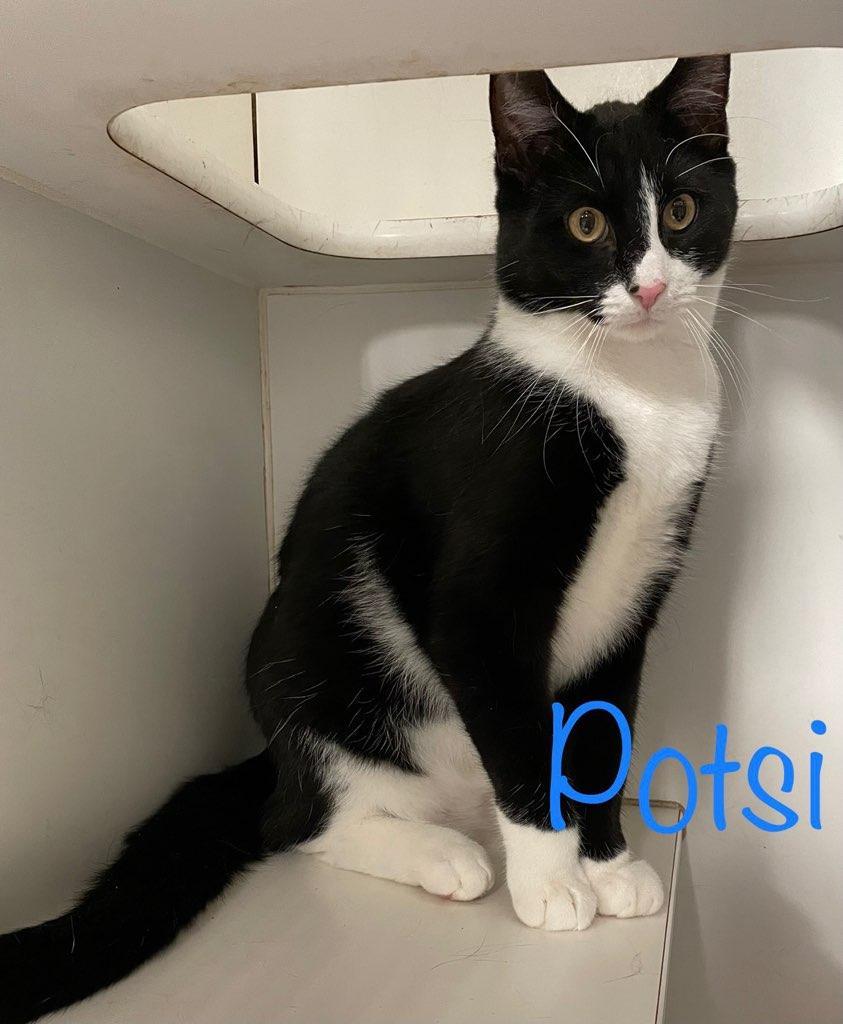 Enlarge Potsie, a Adoptable Domestic Short Hair in Hazleton, IA image 3/8