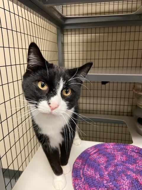 Enlarge Potsie, a Adoptable Domestic Short Hair in Hazleton, IA image 4/8