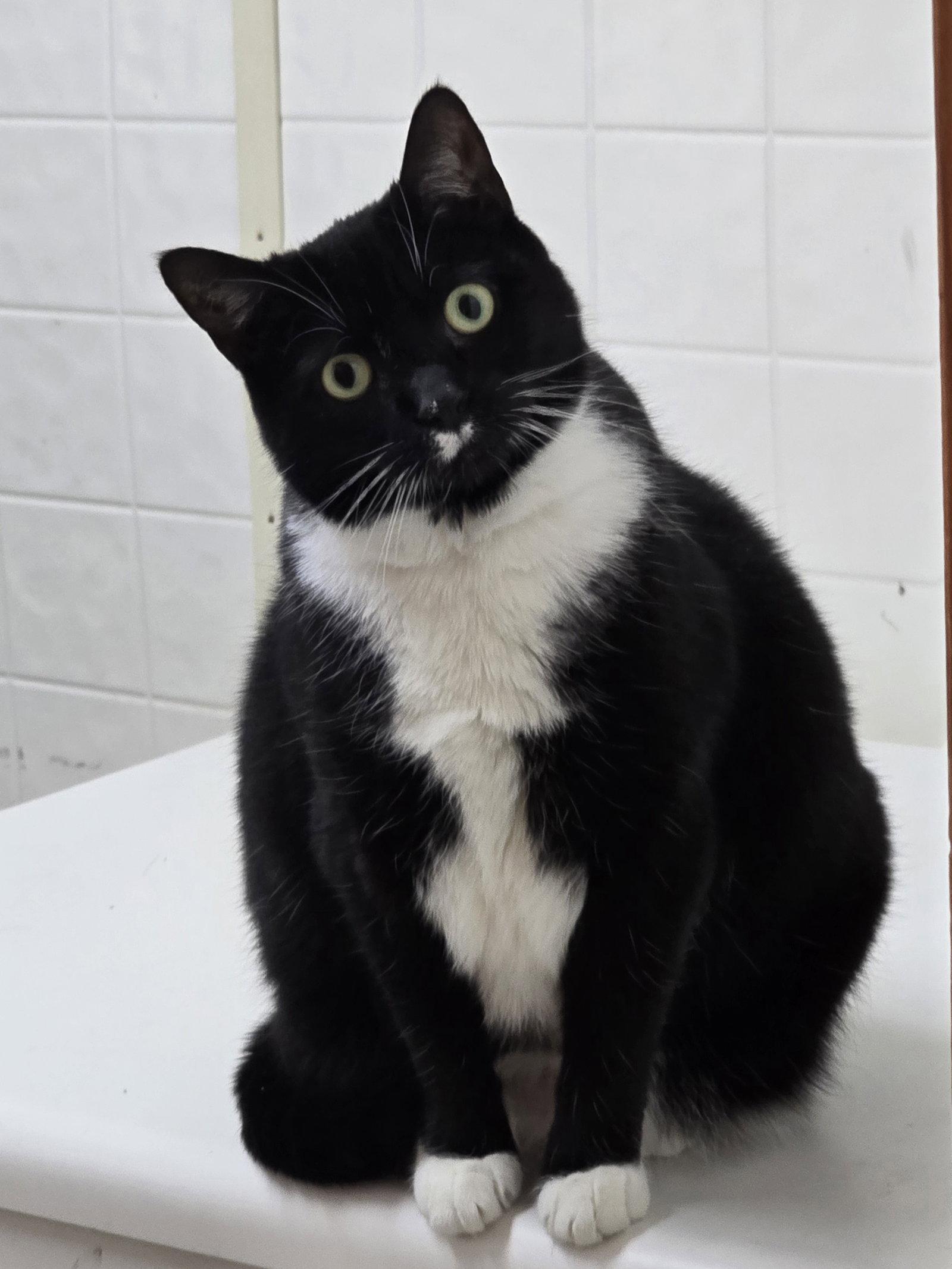 Dahlia - Abandoned - Fun TUX Personality - Unique!, Adoptable, Young Female Tuxedo.