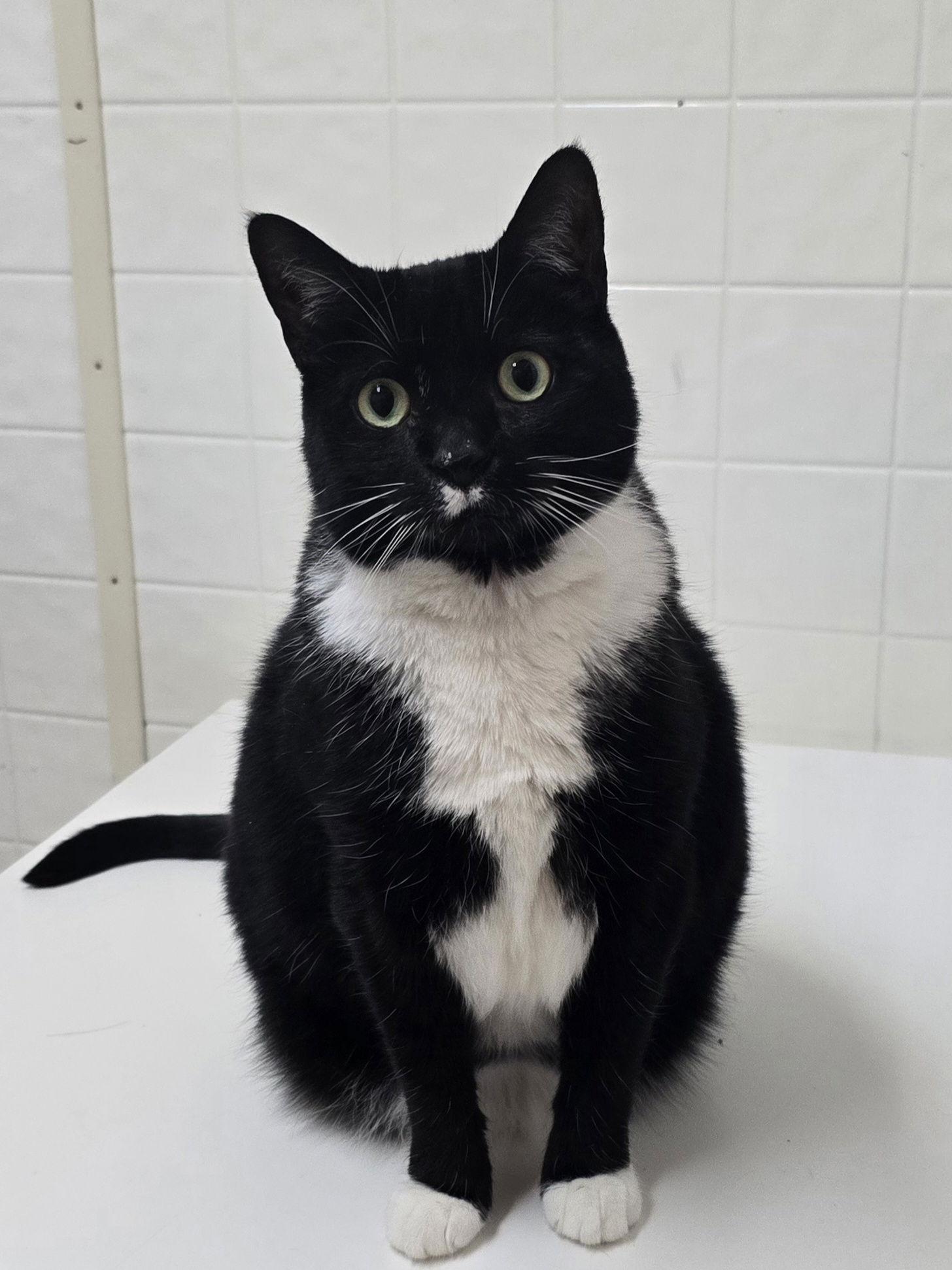 Enlarge Dahlia - Abandoned - Fun TUX Personality - Unique!, a Adoptable Tuxedo in Atlanta, GA image 2/3