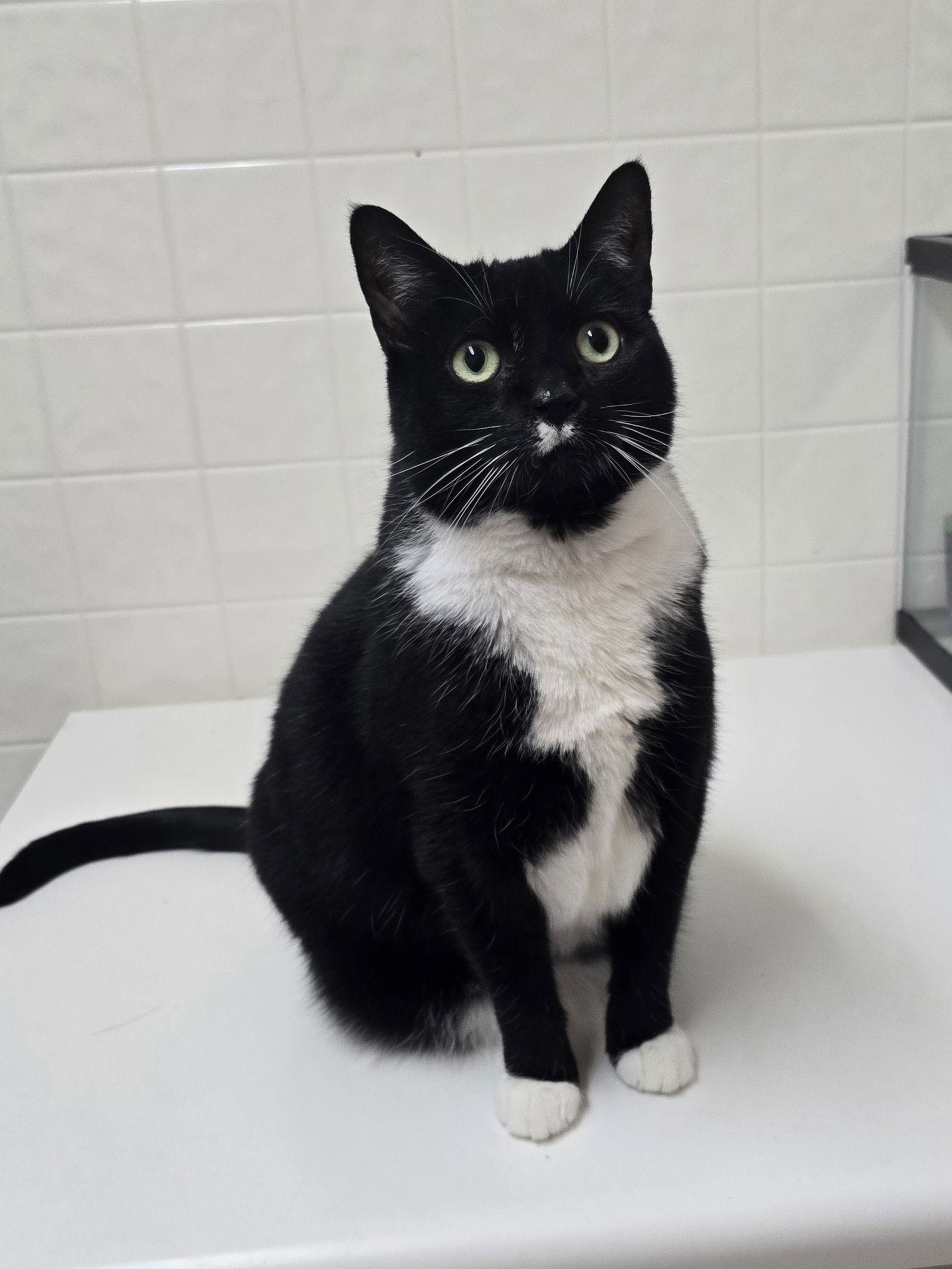 Enlarge Dahlia - Abandoned - Fun TUX Personality - Unique!, a Adoptable Tuxedo in Atlanta, GA image 3/3