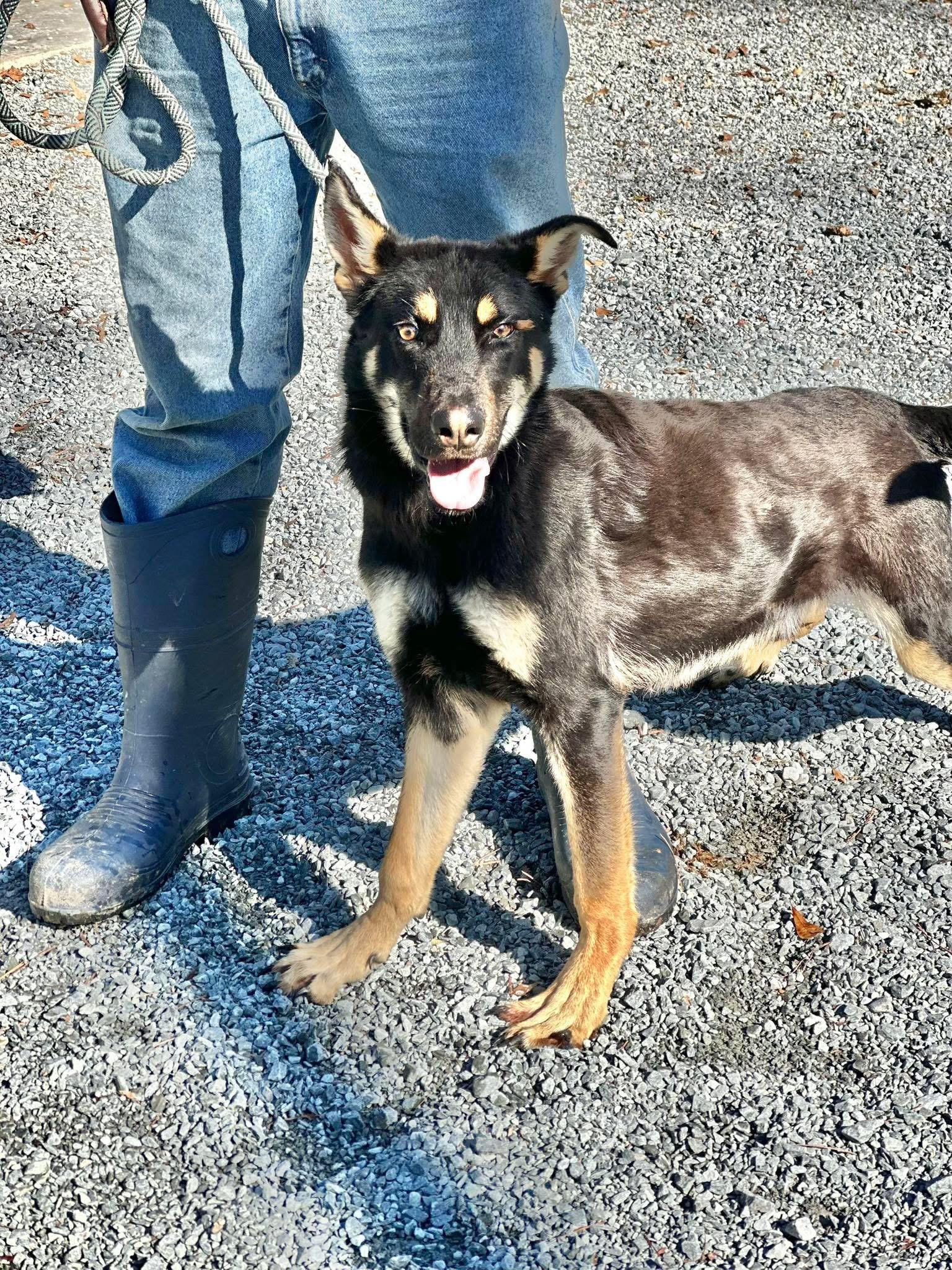Enlarge Elf, an adopted German Shepherd Dog in Elizabethtown, NC image 1/1