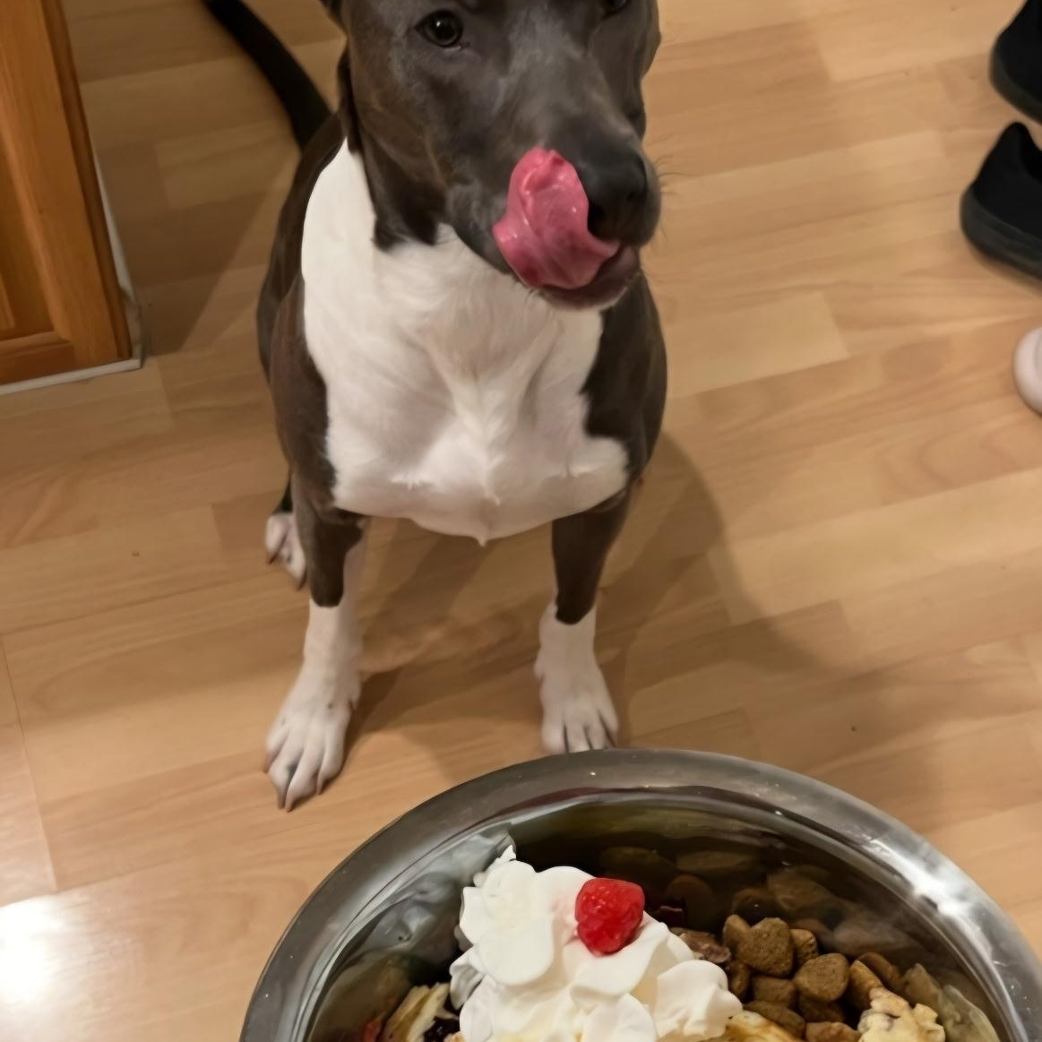 Jacey, ADOPTABLE, Adult • Female, American Staffordshire Terrier & Thai Ridgeback.