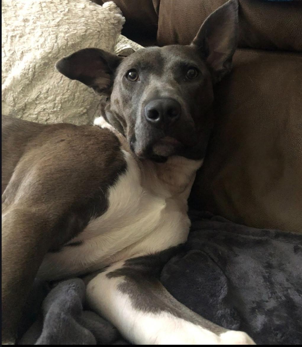 Enlarge Jacey, a Adoptable mixed breed in coral gables, FL image 2/3