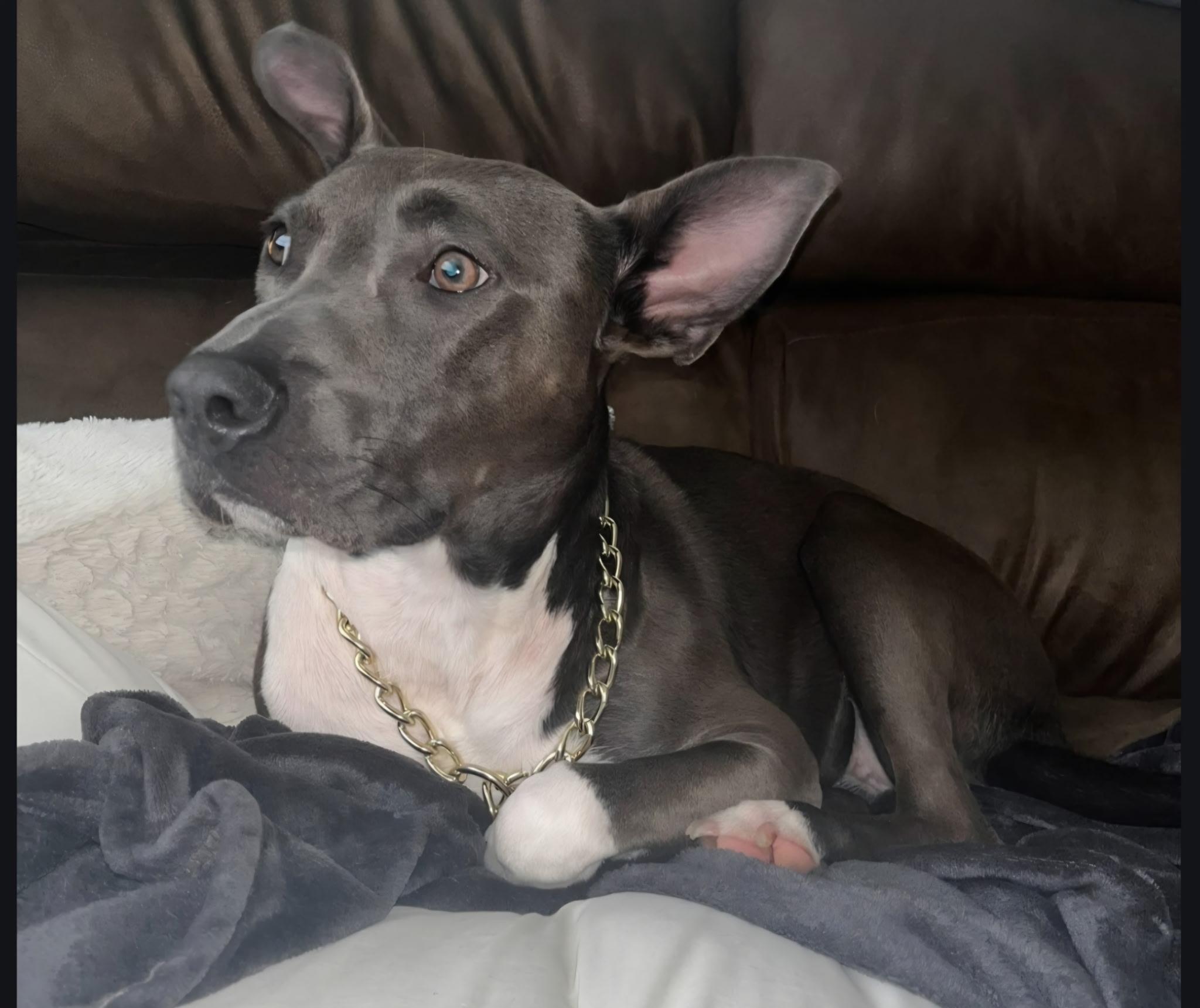 Enlarge Jacey, a Adoptable mixed breed in coral gables, FL image 3/3