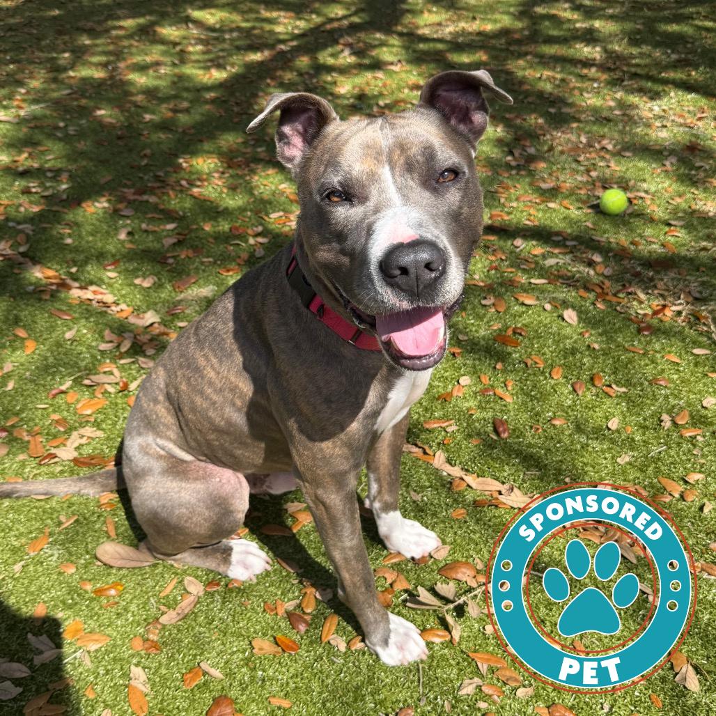 Malcom, Adoptable, Adult Male Mixed Breed.