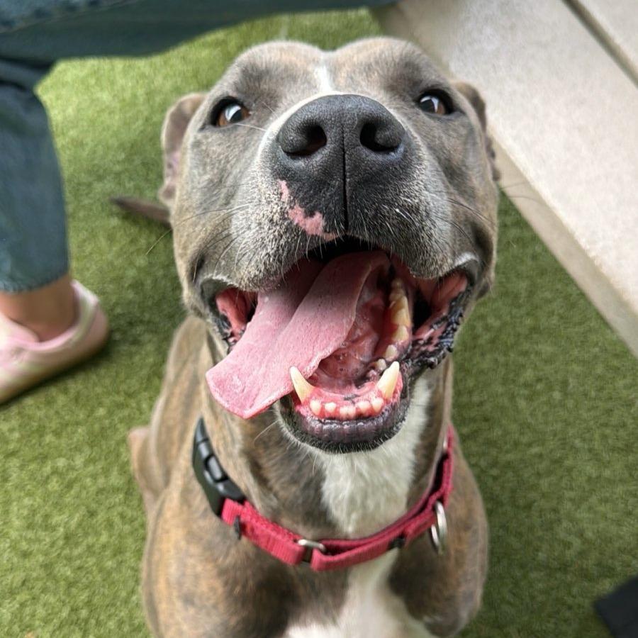 Malcom, a Adoptable Mixed Breed in Lakeland, FL image 2/6