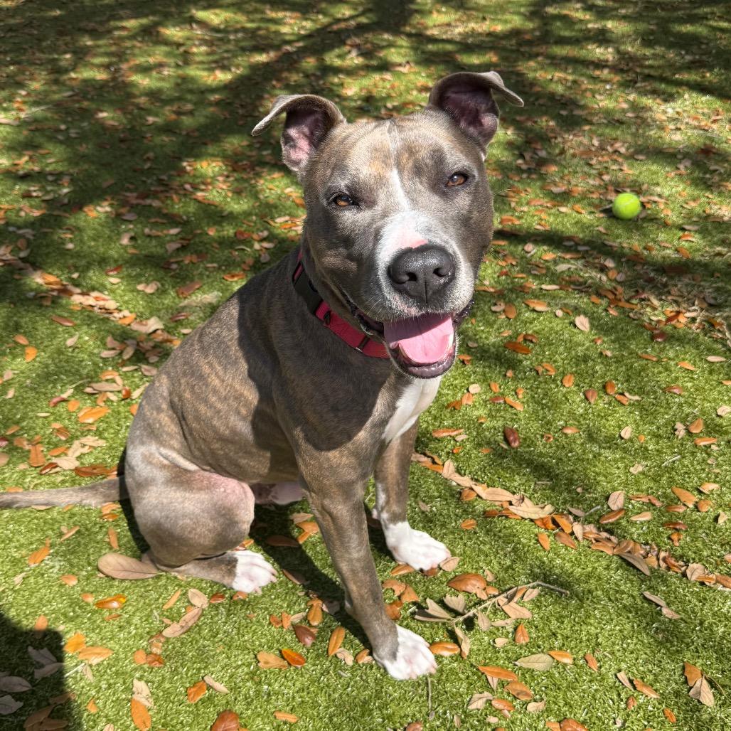 Malcom, a Adoptable Mixed Breed in Lakeland, FL image 5/6