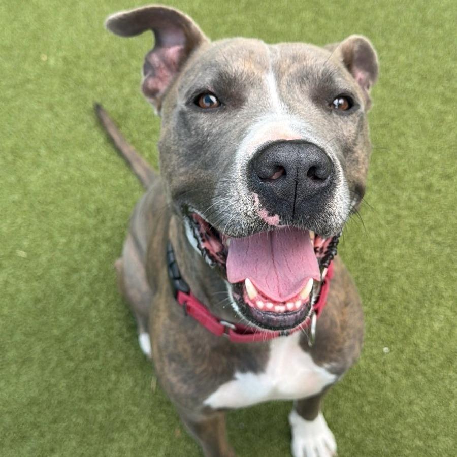 Malcom, a Adoptable Mixed Breed in Lakeland, FL image 6/6
