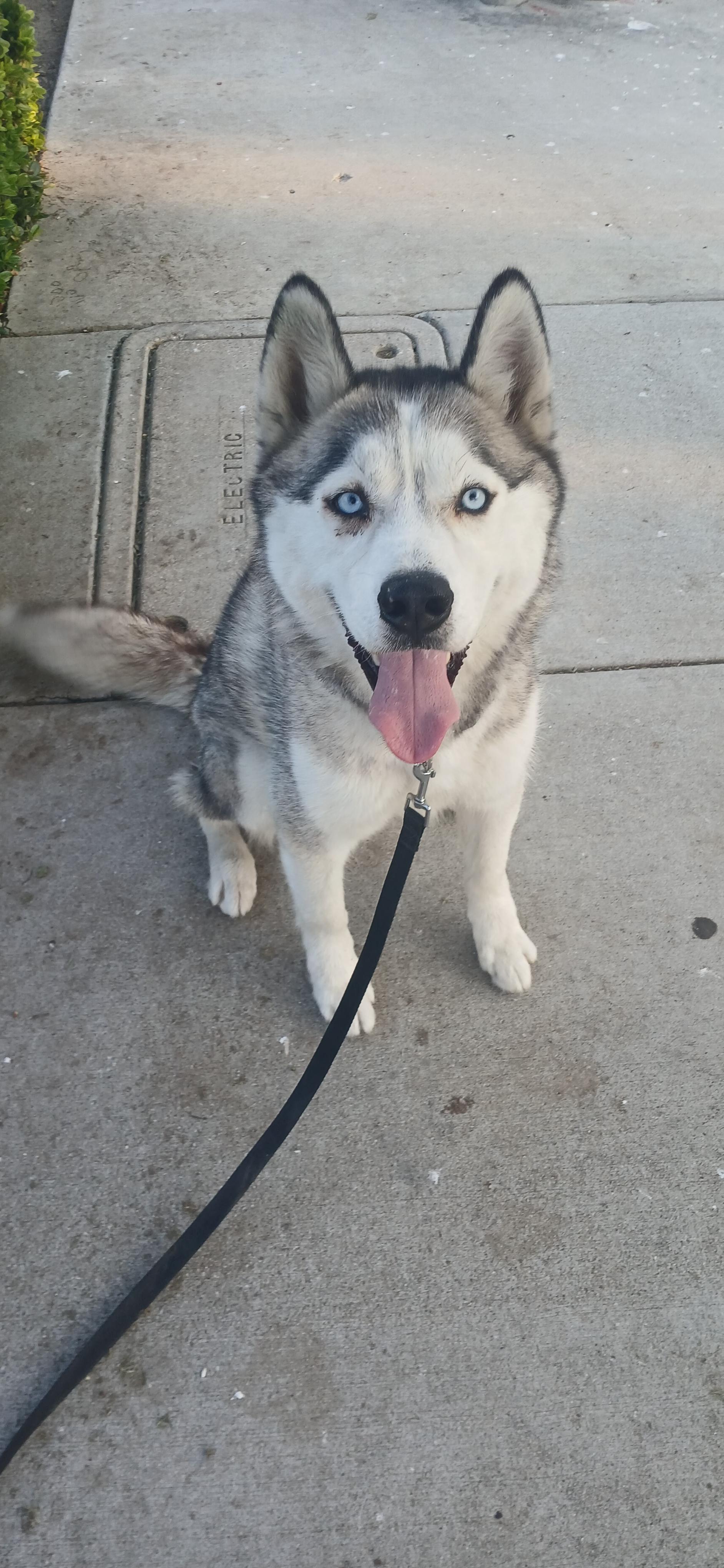 Bo, Adoptable, Young Male Husky.