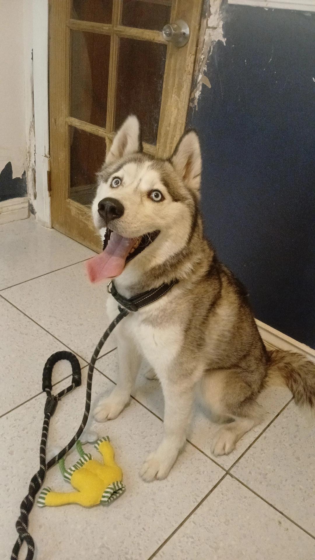 Bo, a Adoptable mixed breed in rowland heights, CA image 2/4