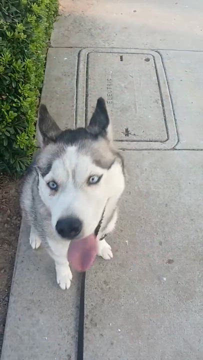 Enlarge Bo, a Adoptable mixed breed in rowland heights, CA video 3/4