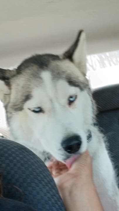 Enlarge Bo, a Adoptable mixed breed in rowland heights, CA video 4/4