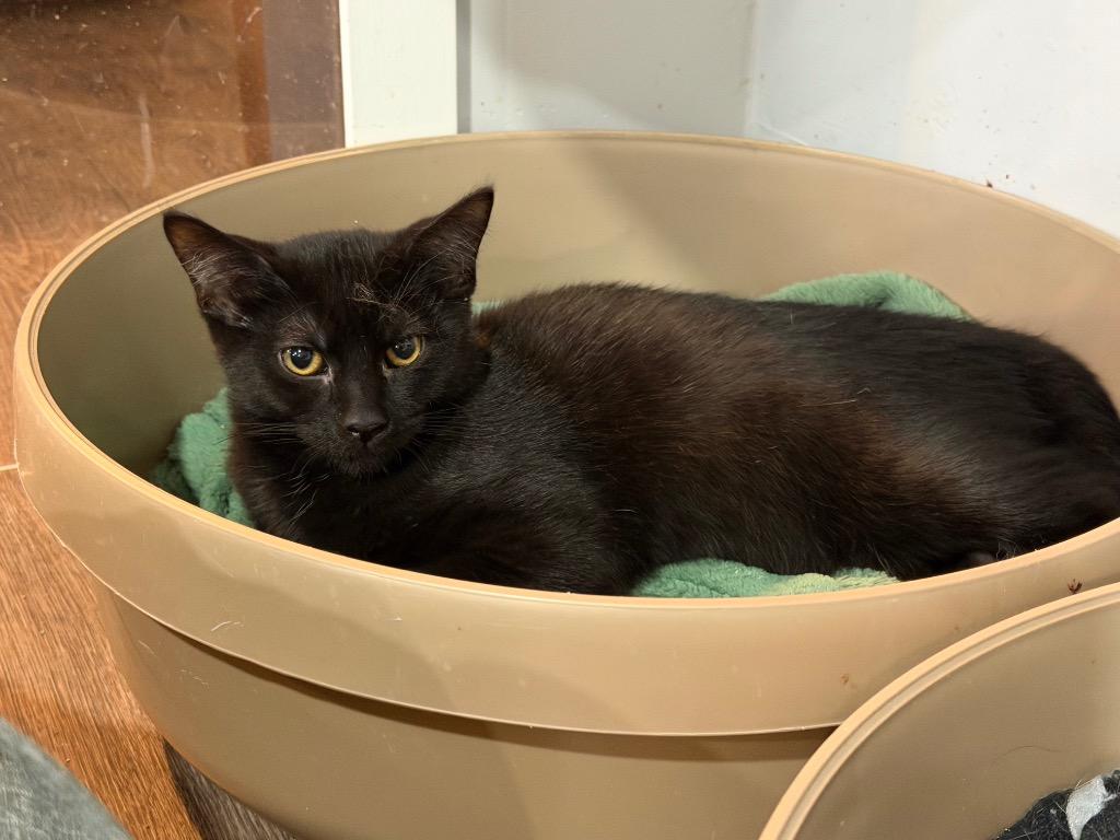 Garrett, Adoptable, Kitten Male Domestic Short Hair.
