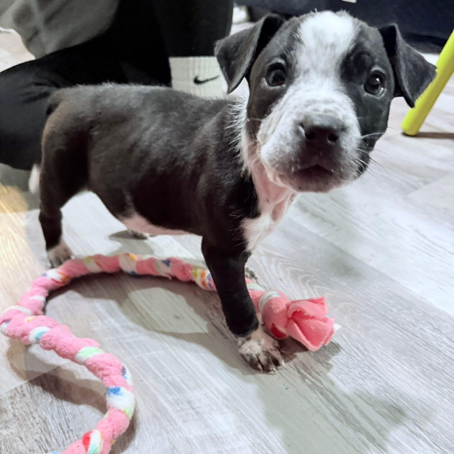 Bolt, ADOPTABLE, Puppy Male Australian Cattle Dog / Blue Heeler & Labrador Retriever.