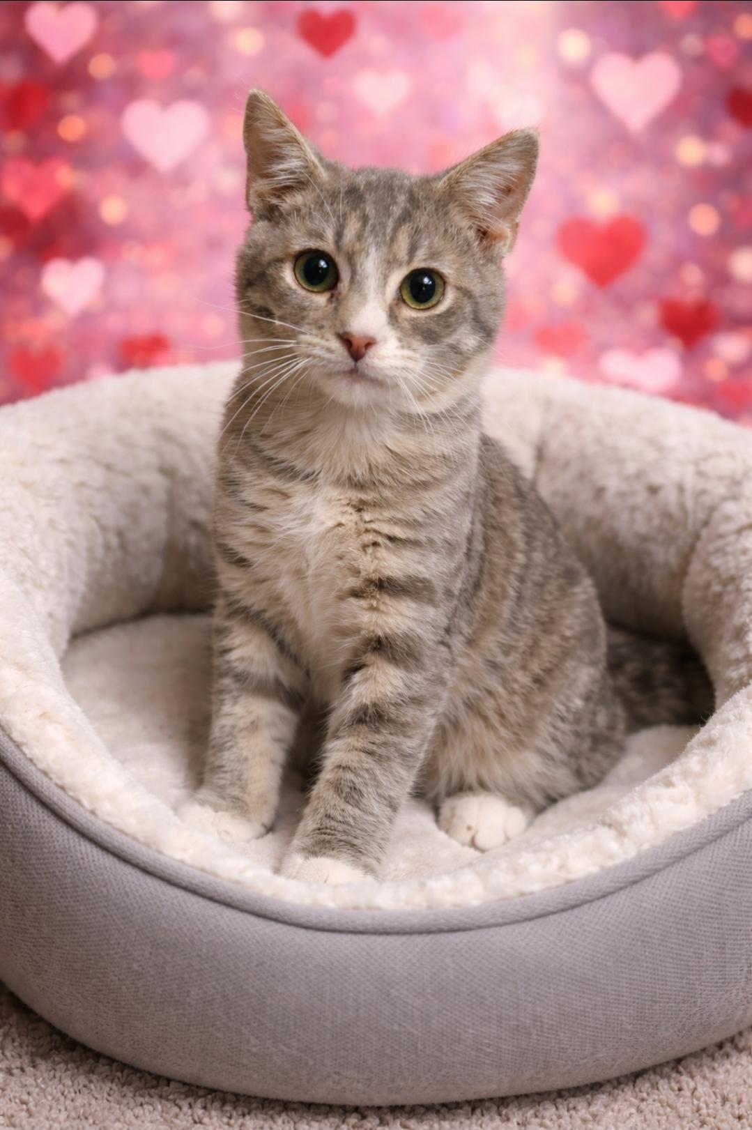 Smores, an adoptable Domestic Short Hair in Central City, KY image 1/2