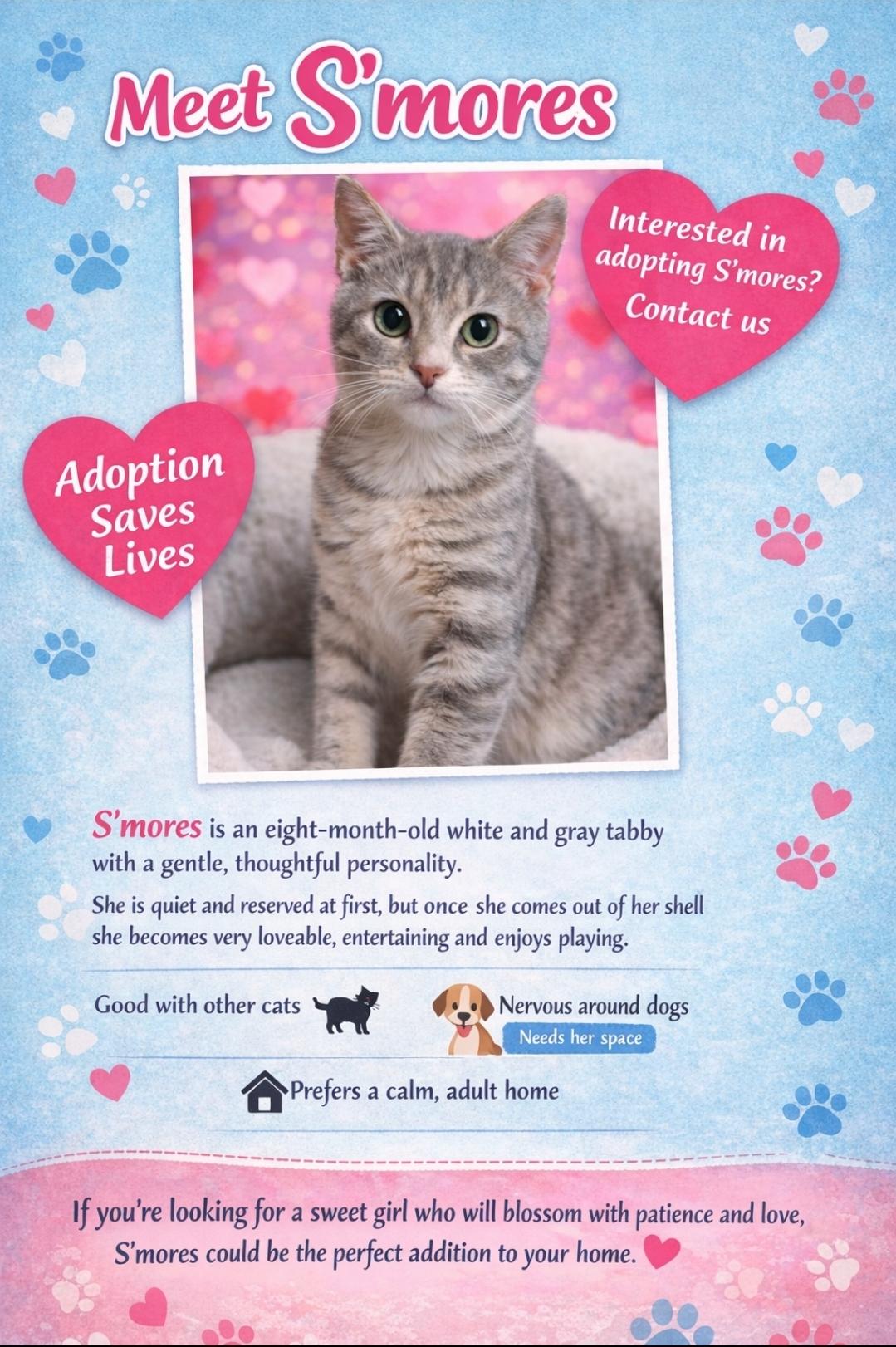 Smores, an adoptable Domestic Short Hair in Central City, KY image 2/2