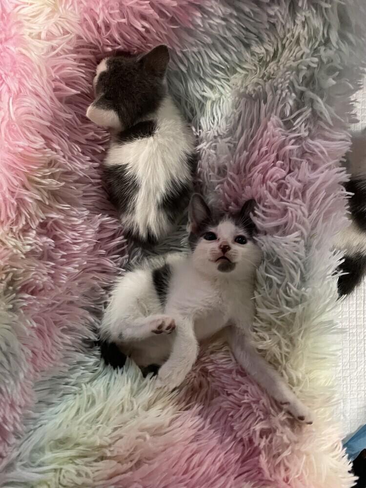 Enlarge River, a Adoptable Domestic Short Hair in Ronkonkoma, NY image 1/5