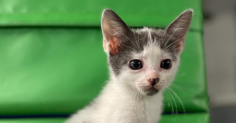 River, Adoptable, Kitten Male Domestic Short Hair.