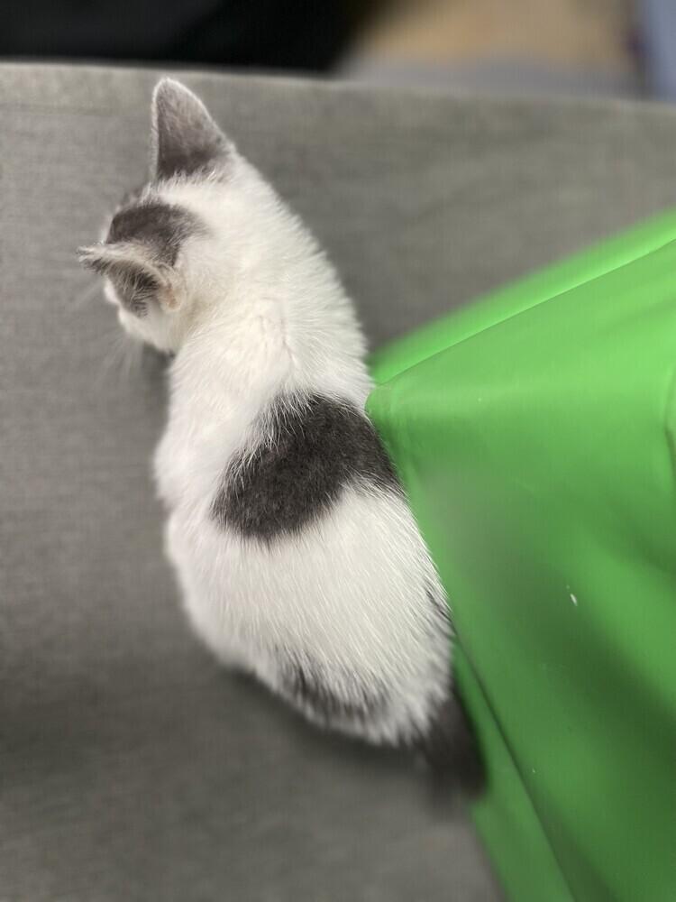 Enlarge River, a Adoptable Domestic Short Hair in Ronkonkoma, NY image 3/5