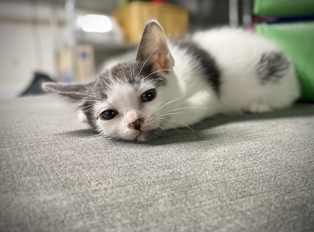 Enlarge River, a Adoptable Domestic Short Hair in Ronkonkoma, NY image 5/5