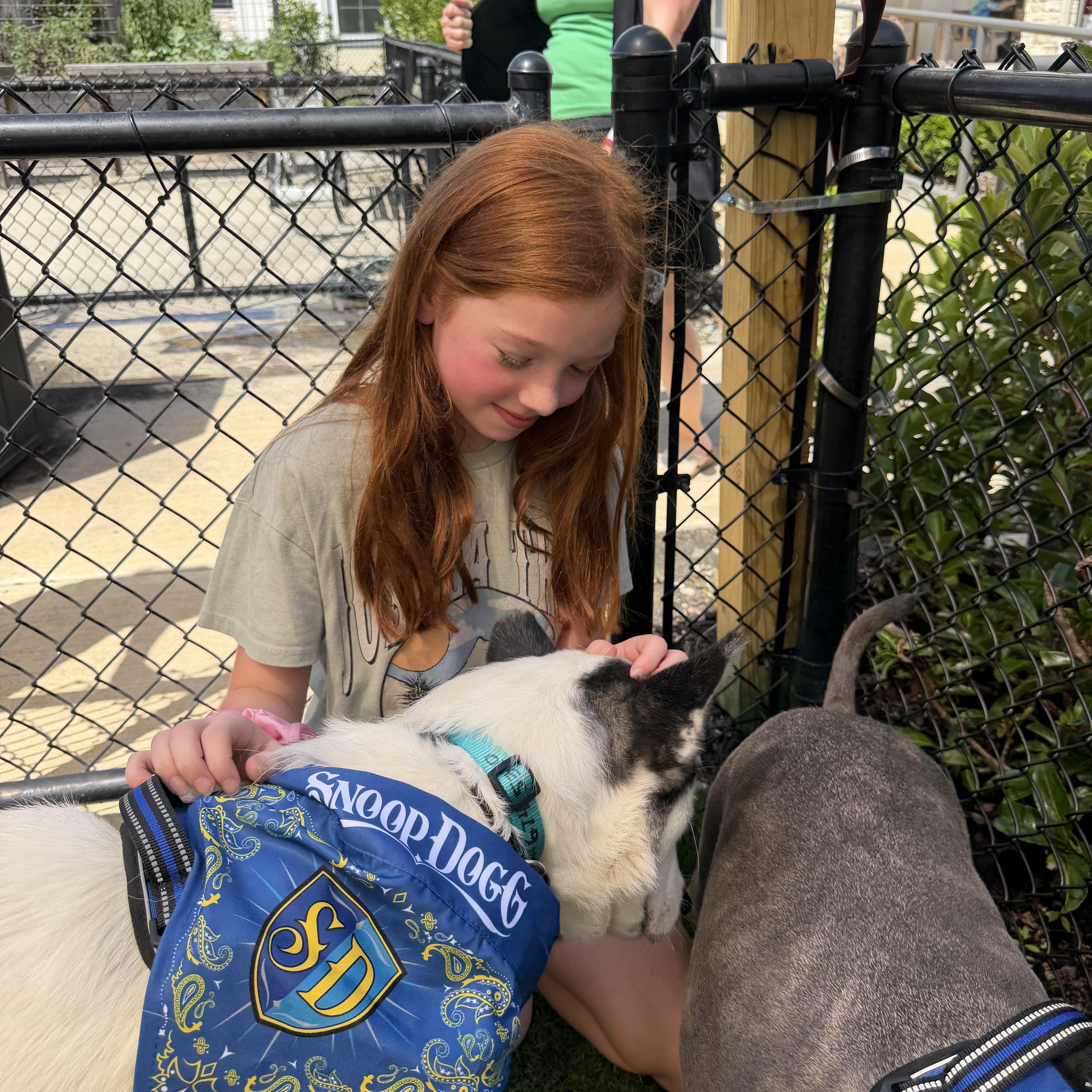 Sierra, an adopted Siberian Husky in Southaven , MS image 4/6