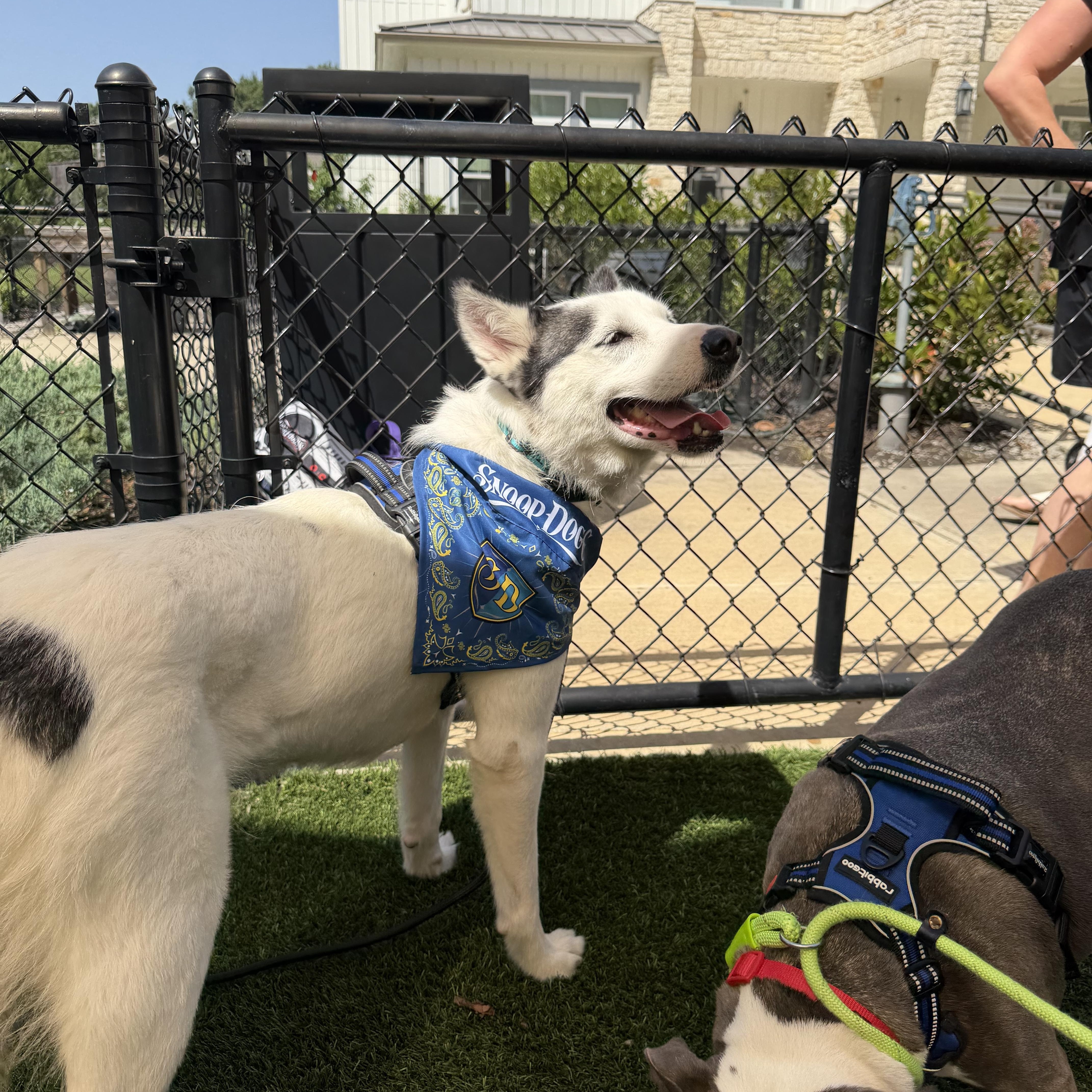 Sierra, an adopted Siberian Husky in Southaven , MS image 3/6