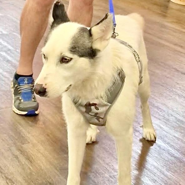 Sierra, adopted, Puppy Female Siberian Husky.