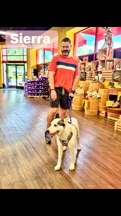 Enlarge Sierra, an adopted Siberian Husky in Southaven , MS video 6/6