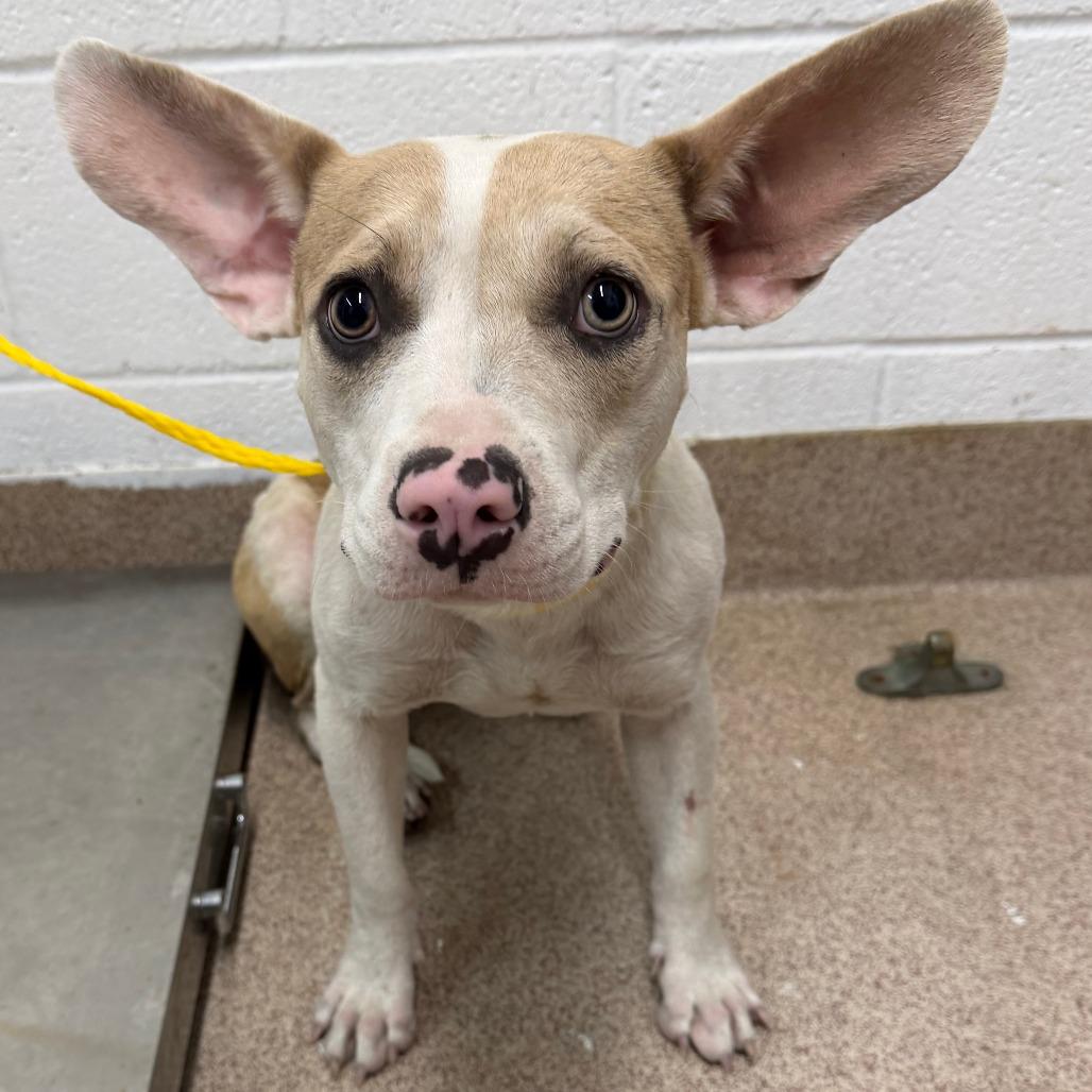 Roxy, Adoptable, Young Female Mixed Breed & Mixed Breed.