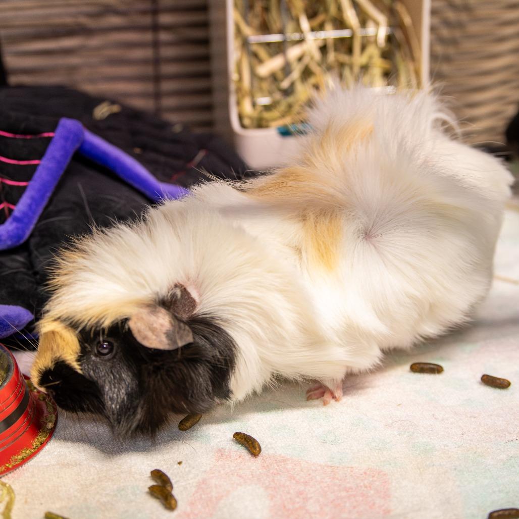 Emile *Bonded w/ Remi + Fred*, a Adoptable mixed breed in Kennebunk, ME image 1/3