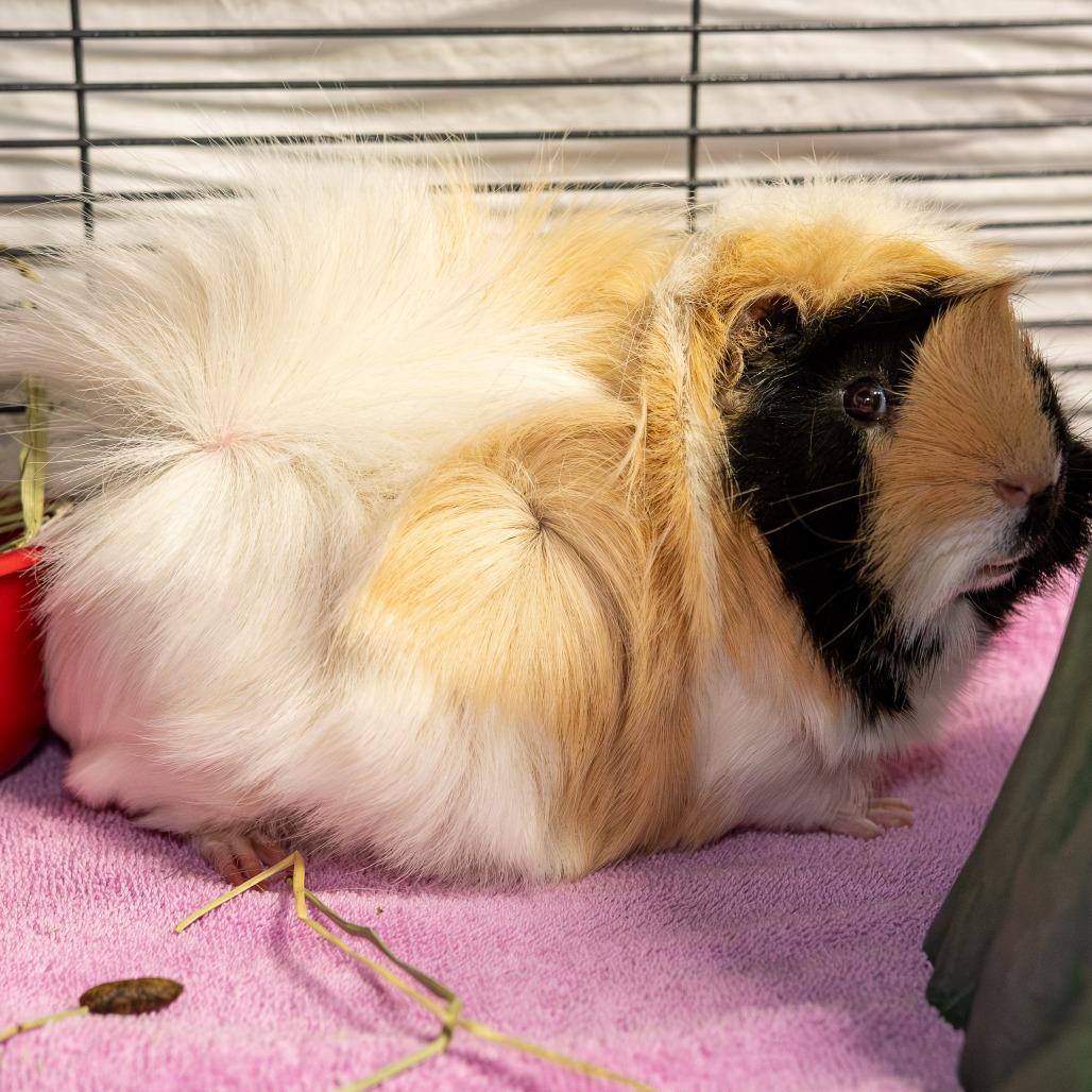 Emile *Bonded w/ Remi + Fred*, a Adoptable mixed breed in Kennebunk, ME image 2/3