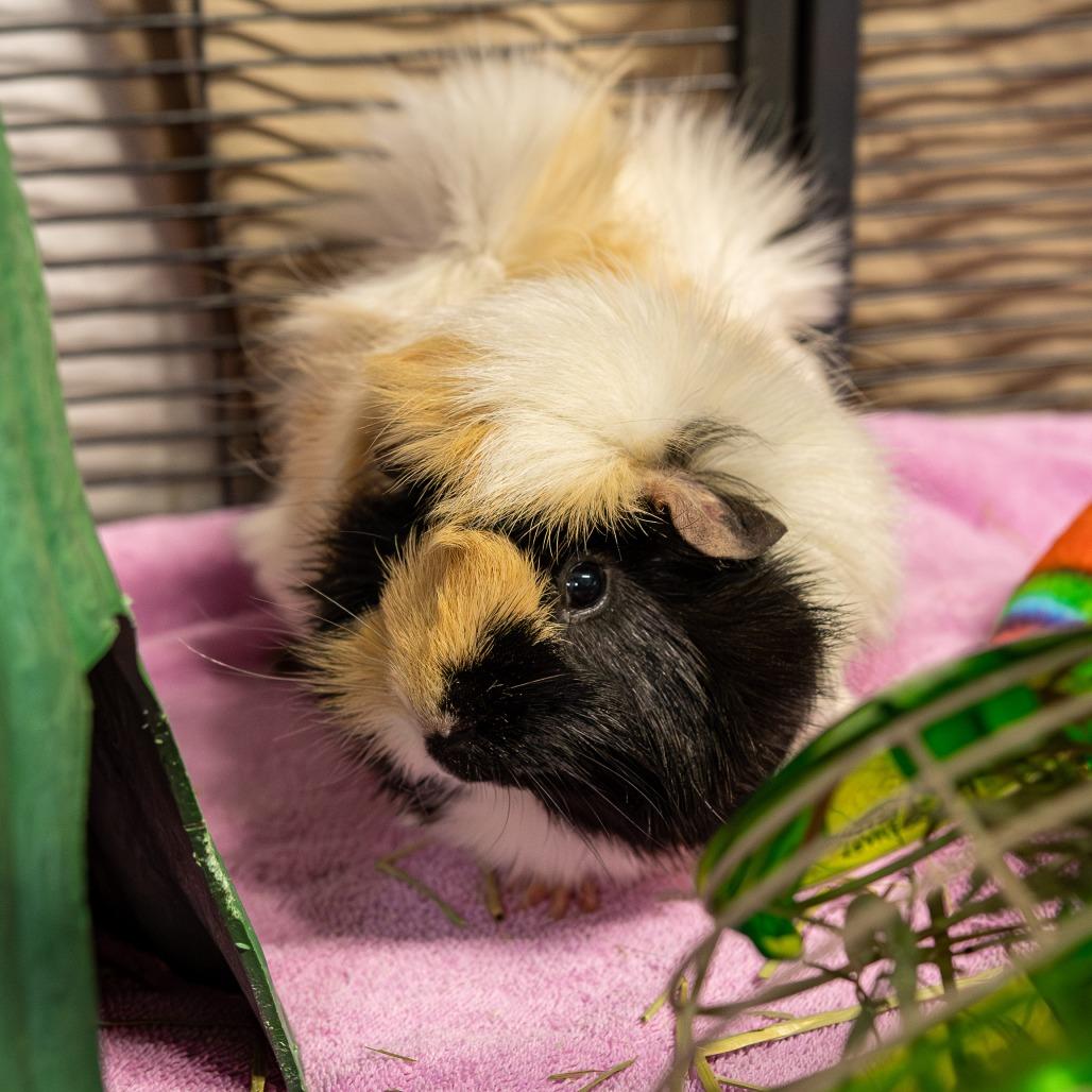 Emile *Bonded w/ Remi + Fred*, a Adoptable mixed breed in Kennebunk, ME image 3/3