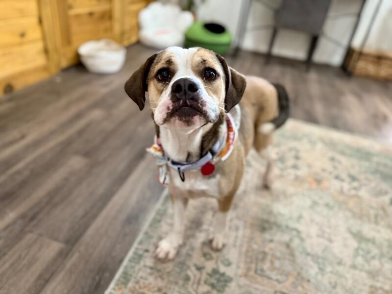 Lottie Love Bug — thumbnail 3