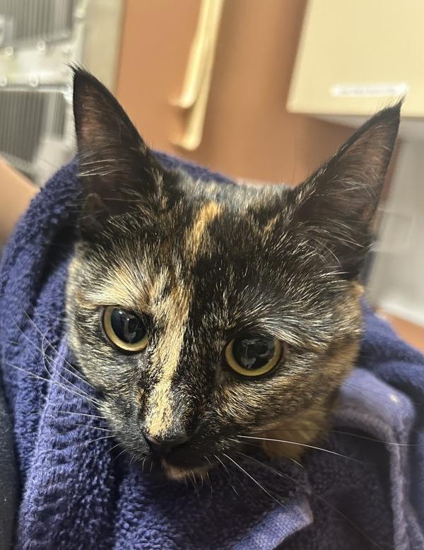 Comet, Adoptable, Young Female Domestic Short Hair.