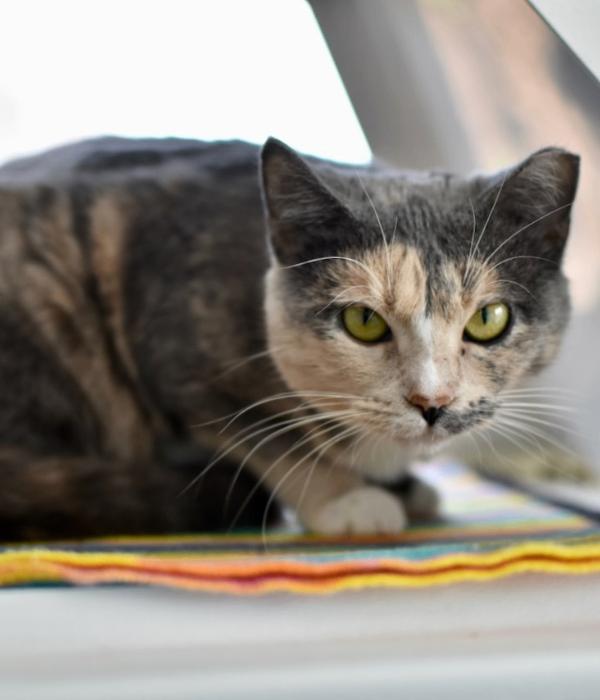 Liz, Adoptable, Adult Female Domestic Short Hair.