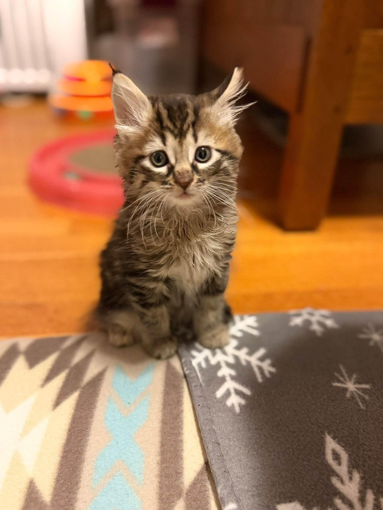 Juicy Fruit & Hubba Bubba - kittens, Adopted, Kitten Female Domestic Short Hair.