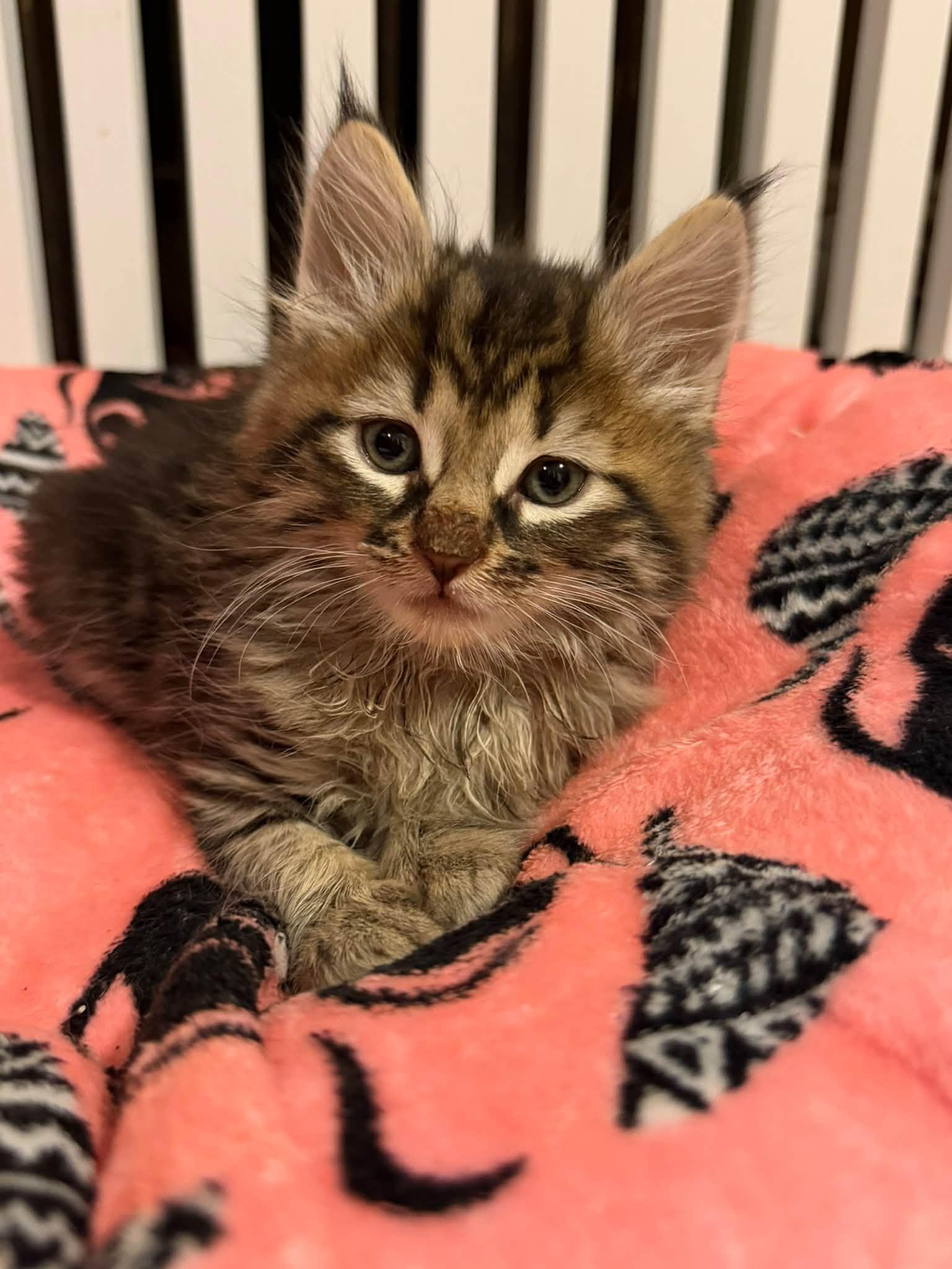 Enlarge Juicy Fruit & Hubba Bubba - kittens, a Adopted Domestic Short Hair in Enfield, CT image 2/6